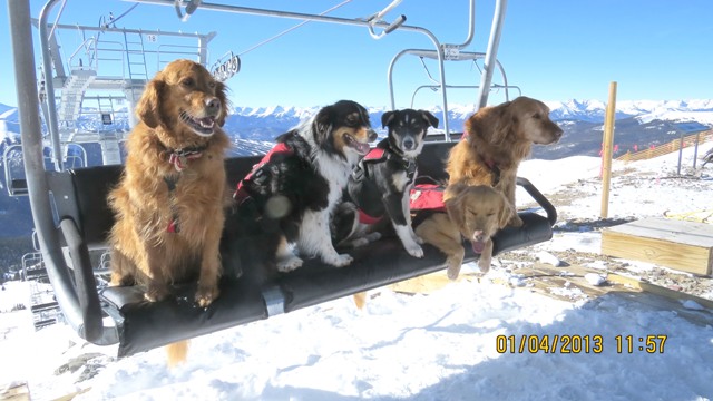 Arapahoe Basin Avalanche Dogs Ride The Chairlift