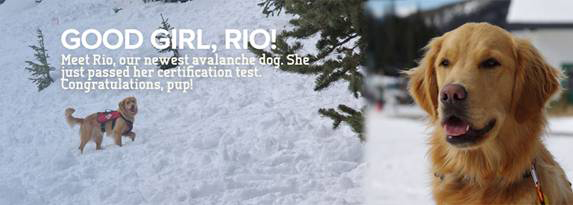 Rio the Avalanche Dog