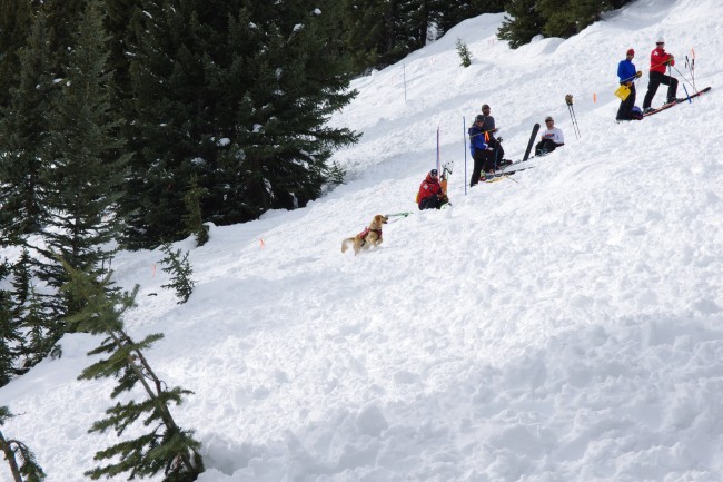 Rio the Avalanche Dog
