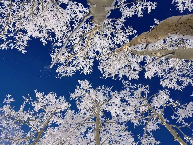 Ice covered trees in Steamboat.