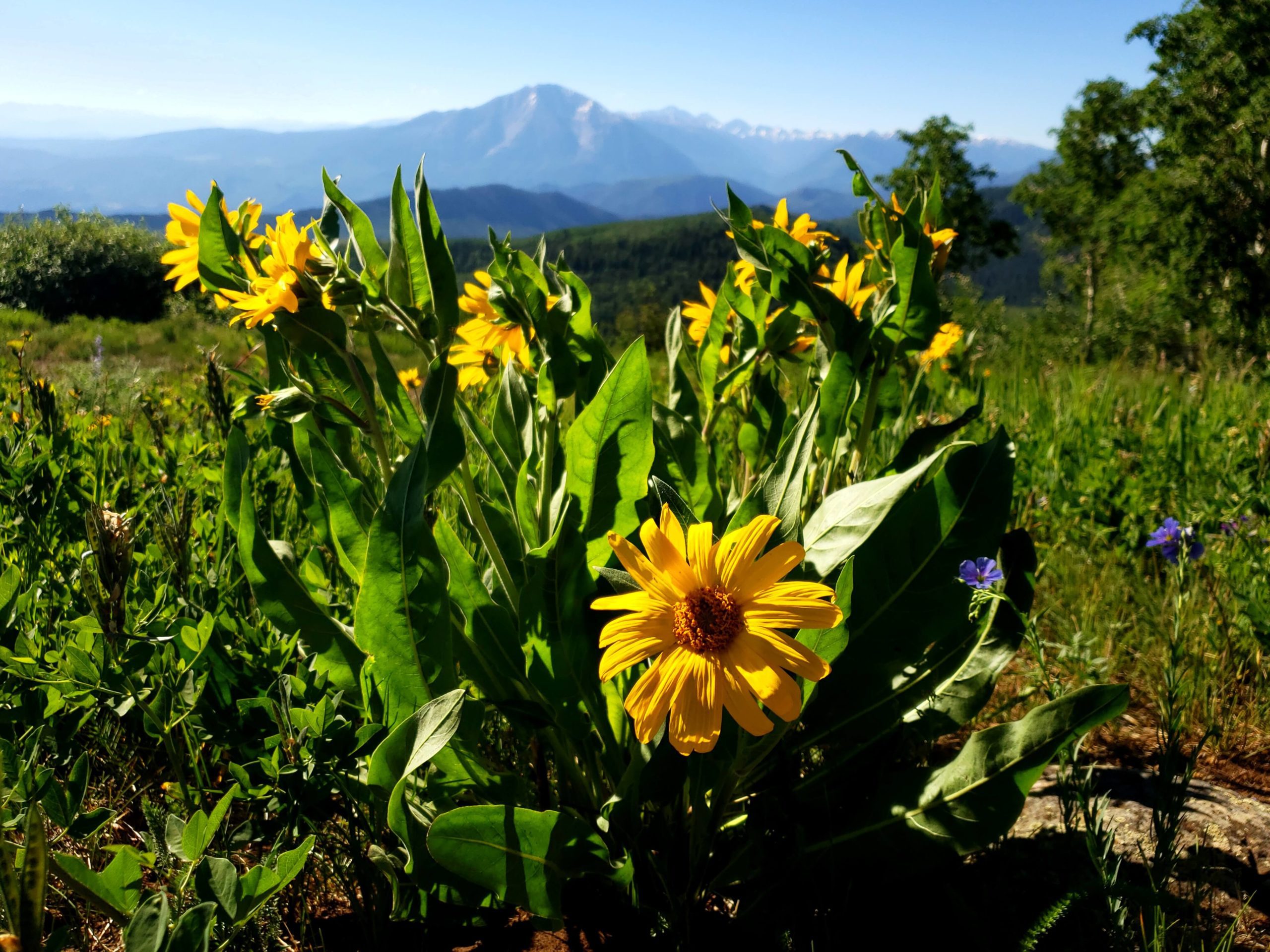 Sunlight Wildflowers credit Troy Hawks