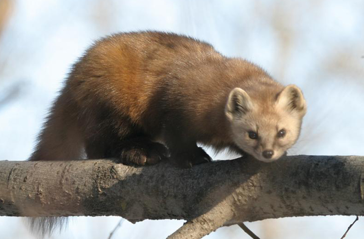 what lives here - pine marten