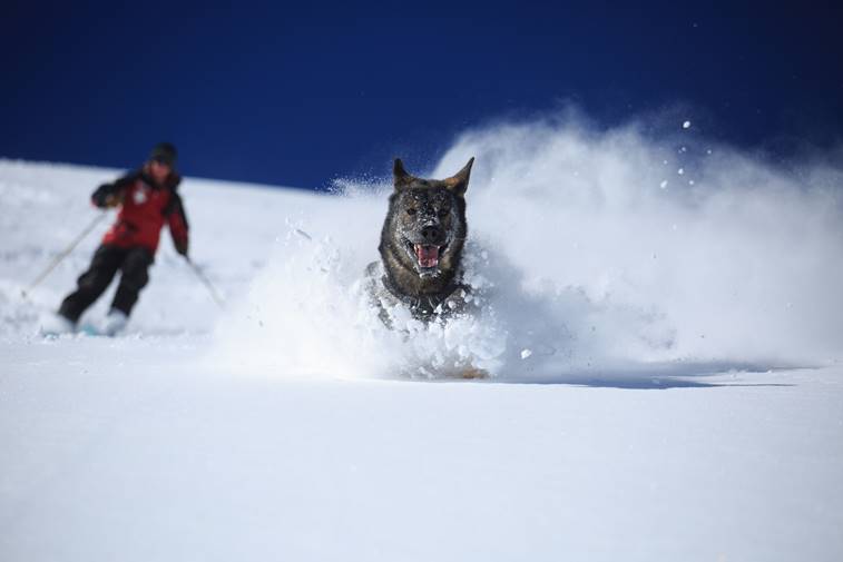 20160414 Jason Lombard Wolf Creek Dog