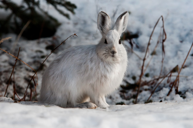 what lives here - snowshoe hare