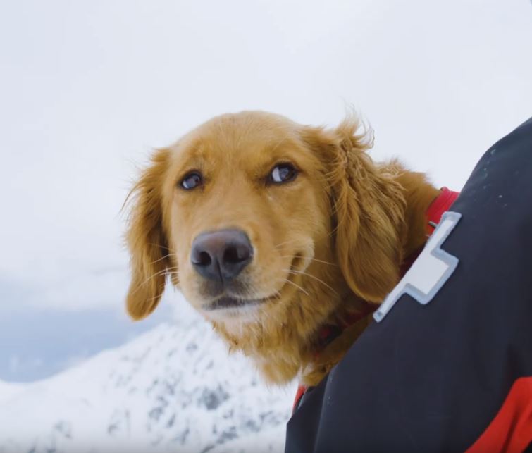 abasin doggos.JPG