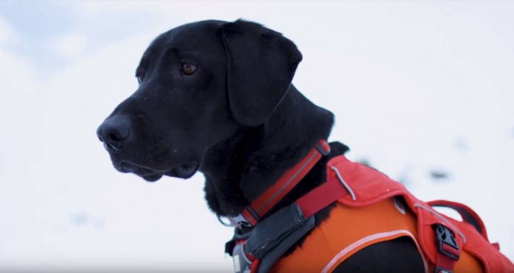 abasin snow dogss.JPG