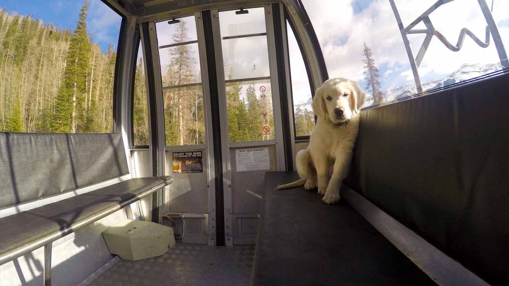 gondola-pet-friendly-1920x1080.jpg