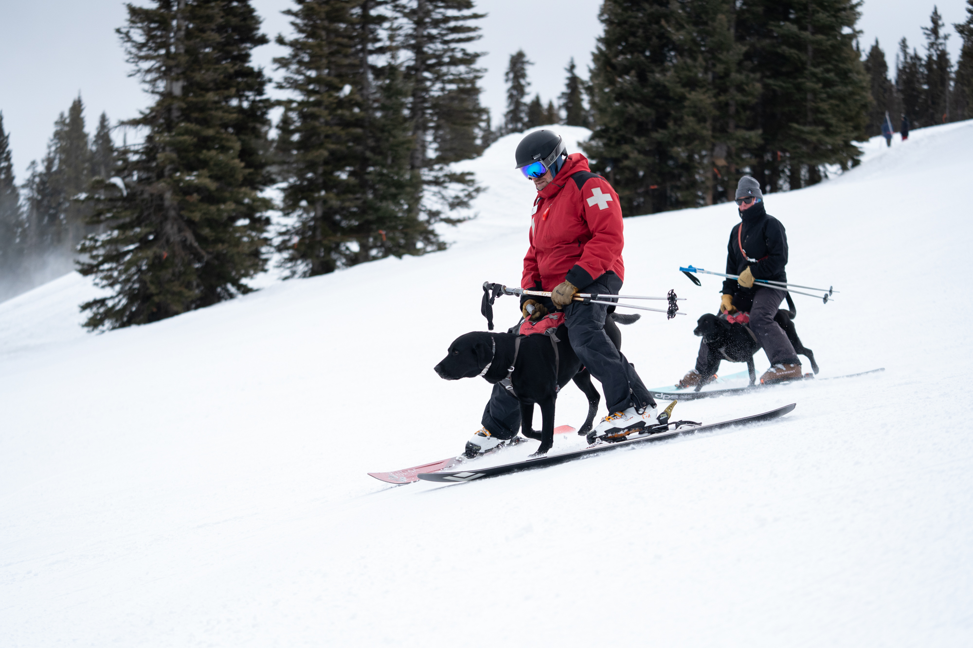 Ski Patrol Dogs 11 0