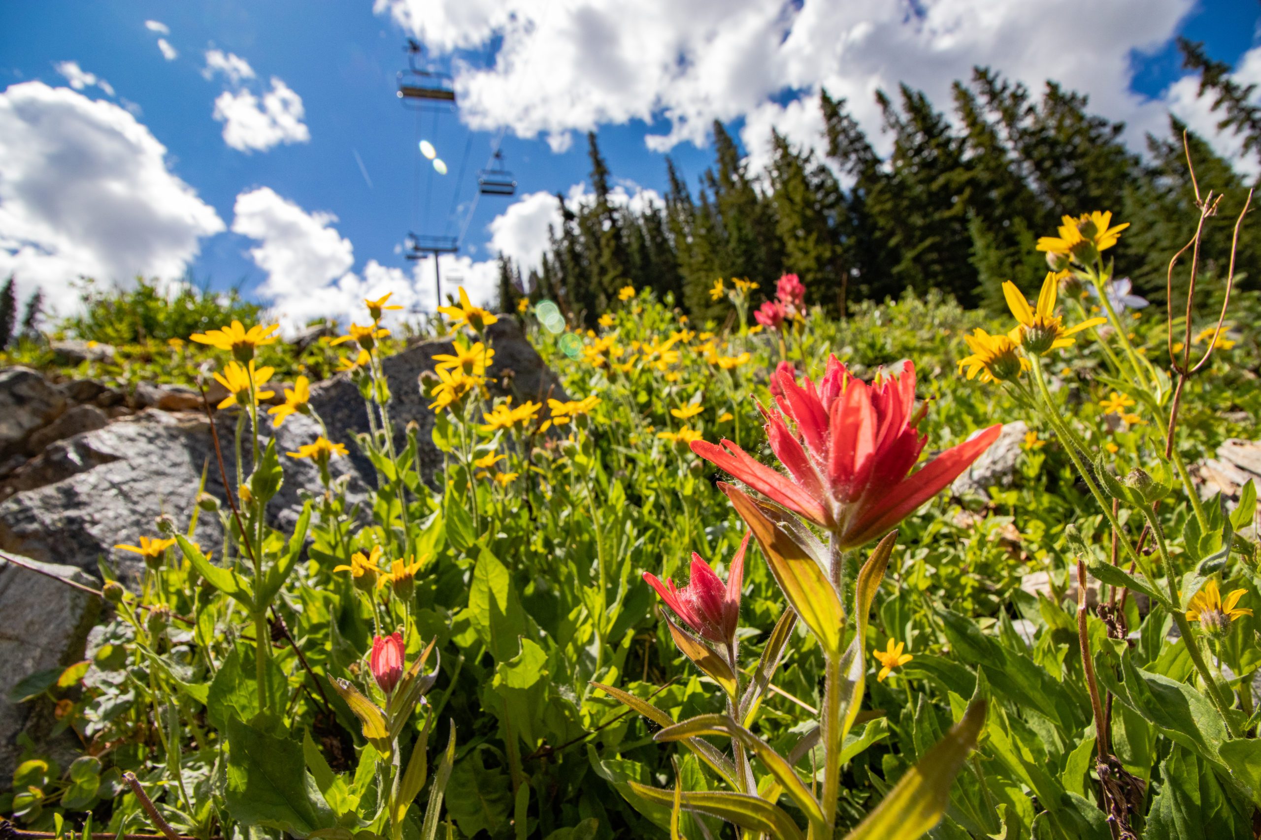 8.3.19 DiscGolfHikingBikingLiftsFlowersHighRez 30